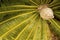 Dramatic foliage and cone of a cycad in south Florida.