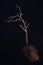 The dramatic frightening image of the dried tree tree on dark background. Low key photography
