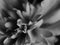 Dramatic grayscale of flower petals on blurred background