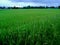 Dramatic green field of rice and beautiful sky