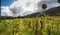 Dramatic image of a corn field in the mountains of the dominican republic