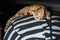 Dramatic image of resting tabby kitten on a zebra pillow.