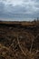 Dramatic lake landscape with burnt grass and reeds after natural fire, ecological pollution, global earth environmental problem