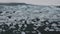 Dramatic landscape. lone black raven on Diamond beach in Iceland or Jokulsarlon Iceberg beach. Crystal ice melting on