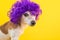 Dramatic look funny dog in violet wig. Cocky concept. Bright colors yellow background