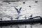 Dramatic Mediterranean gull photographed in back light with open beak when approaching a concrete wall standing in the water with