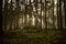 Dramatic moody dark forest scene