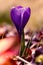 Dramatic and moody vertical shot of a young purple crocus flower on a blurred background