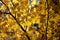 Dramatic pattern of maple leaves tree in the forest