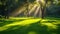 Dramatic patterns of light and shadow in an urban park captured by the suns rays ting through the tree