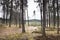 Dramatic photo with a detail of a pine forest in the spring when cloudy skies in Macha\'s Land in Czech republic