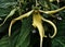 dramatic photo yellow ylang flowers are very beautiful, fragrant, can be used for aromatherapy