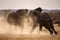 A dramatic photograph of two elephant bulls fighting for territory and kicking up dust