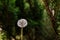 Dramatic picture white dandelion on a background of green foliage nature scene background