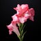 Dramatic Pink Gladiolus Flower On Black Background