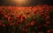 Dramatic Poppy flowers field. Anzac day banner. Remember for Anzac, Historic war memory. Anzac background. Poppy field