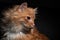 Dramatic portrait of a red cat on black background. Dramatic looking portrait of ginger cat