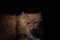 Dramatic portrait of a red cat on black background. Dramatic looking portrait of ginger cat