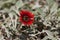 Dramatic Red Osteospermum Daisy Flower