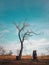 Dramatic scene, barren lonely tree on the autumn meadow. Idyllic scene, dry and dead nature, silence and solitude mood. Vertical