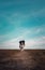 Dramatic scene lonely dog walking a pathway on desolate field under the clear blue sky copy space. Cold, windy autumn day,