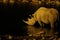 Dramatic shot of a hippopotamus drinking in a waterhole with dark background