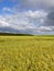 Dramatic sky and barley