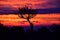 Dramatic Sky, Incredible colors , silhouette of a tree with strange shapes after the sunset