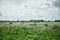 Dramatic sky over dandelion fields