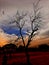 Dramatic sky over the dry tree on the ground