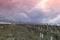 Dramatic sky on vineyard in Aude, Occitanie in south of France