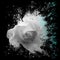 Dramatic splash effect single white rose floral art with blue highlights on a black background