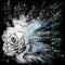 Dramatic splash effect single white rose floral art with blue highlights on a black background