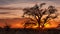 Dramatic sunrise with beautiful old tree.