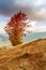 Dramatic sunrise and lonely tree