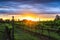 Dramatic sunrise over rows of grapevines