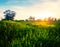 Dramatic sunset over the beautiful green rural fields