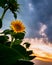 Dramatic sunset over a single blooming sunflower in the hungarian countryside