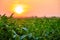 Dramatic sunset over the soybean plants on serbian countryside in August