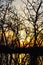 Dramatic sunset with tree branches