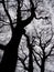 Dramatic tall winter trees in silhouette with black twisted branches forming intricate crowded patterns against a grey dark sky