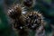 Dramatic Thorns of Dry Great Burdock in Fall