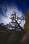 Dramatic Tree in Joshua Tree National Park