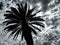 Dramatic tropical palm and cloudy sky