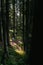 Dramatic vertical view of a person hiking in the green forest