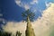 Dramatic view of agave flower stalk against cloudy sky