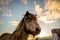 Dramatic view on a horse with the sky over. Meet the Icelandic horse developed in Iceland, Europe