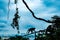 Dramatic view of monkey walking on tree with city in the background and dark cloudy sky