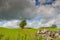 Dramatic view of a solitary tree seen in a meadow in the heart of the Yorkshire Dales.