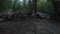 dramatic view of wooden road blockage in the forest